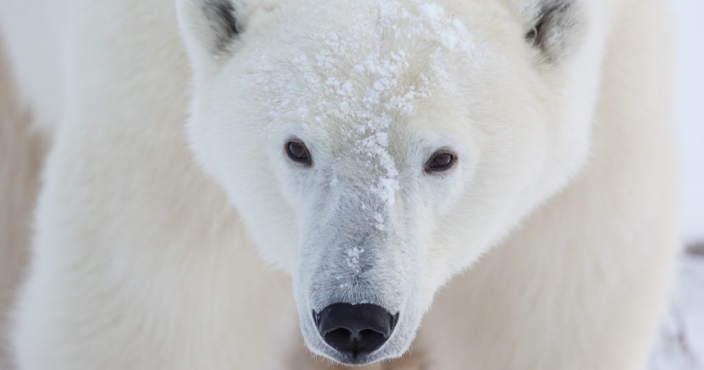 New Radar Surveillance for Early Detection of Polar Bears in Towns